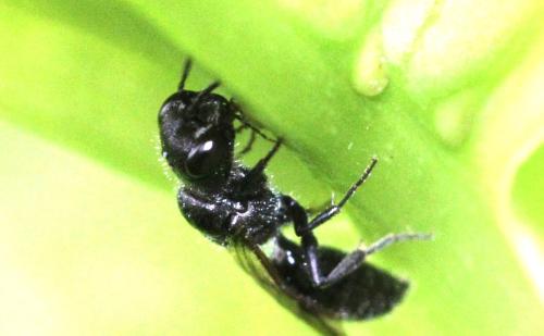 Pemphredon sp.